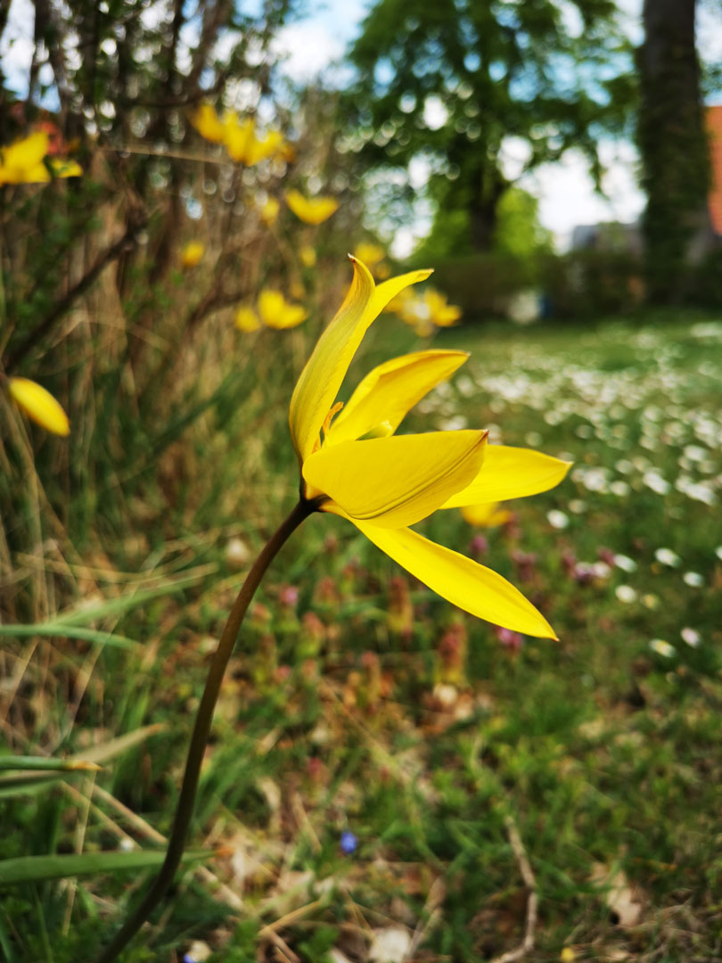 Wilde-Tulpe-Blumen-Wildkraeuter-Blog